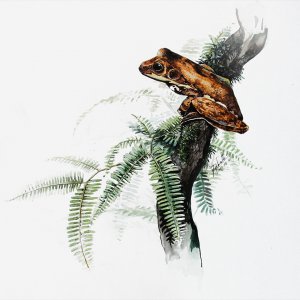 Image Gallery